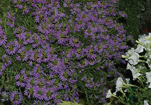 Scaevola5