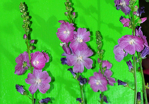 Sidalcea_1