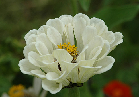 ZinniaPOU140707_135