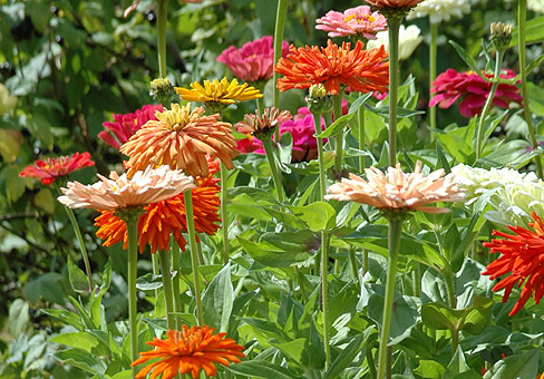 ZinniaPOU140707_197