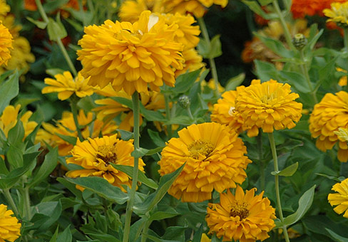 ZinniaPOU150807_822