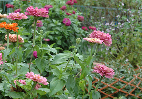 ZinniaPOU190807_064