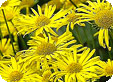 Doronicum_pre