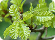 Quercus_pre
