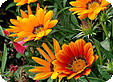 Gazania_pre