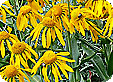 Helenium_pre