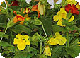 Mimulus_pre