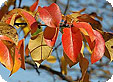Pyrus_pre