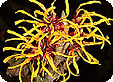 Hamamelis_pre