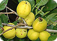 Chaenomeles_pre