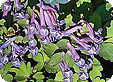 Corydalis_pre