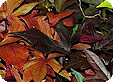Ipomoea_pre