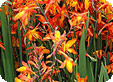 Crocosmia_-Montbretia_pre