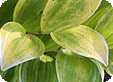 Polygonatum_pre