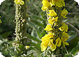 Verbascum_pre