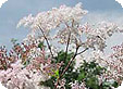 Filipendula_pre