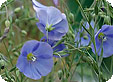 Linum_pre