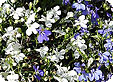 Lobelia_pre