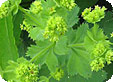 Alchemilla_pre