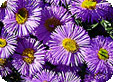 Erigeron_pre