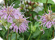 Monarda_pre