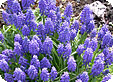 Muscari_pre