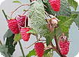Rubus_pre
