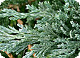 Juniperus_pre