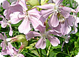 Saponaria_pre