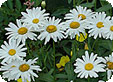 Leucanthemum_pre