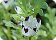 Nemophila_pre