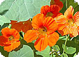 Tropaeolum_pre