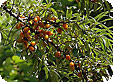 Hippophae_pre