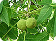 Juglans_pre