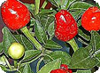 Capsicum_pre