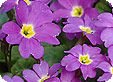 Primula_pre