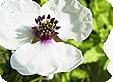 Sagittaria_pre