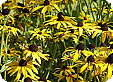 Rudbeckia_pre