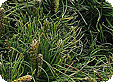 Pinus_pre