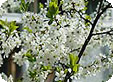 Prunus_pre