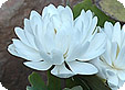 Sanguinaria_pre
