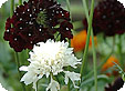 Scabiosa_pre