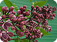 Syringa_pre