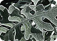 Cineraria_pre