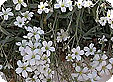 Cerastium_pre