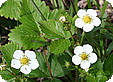 Fragaria_pre