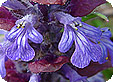 Ajuga_pre