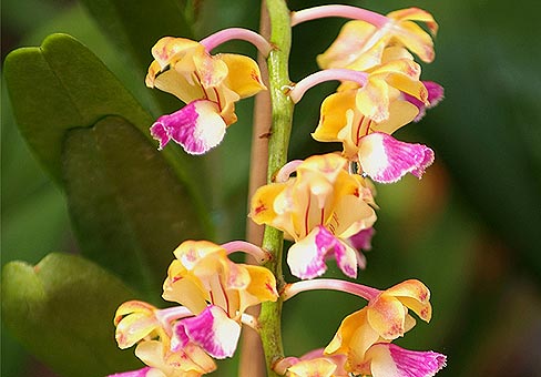 Aerides2