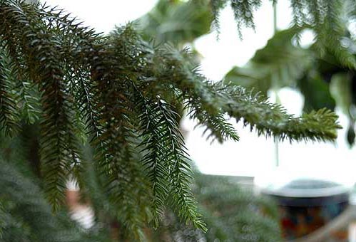 Araucaria_098pre
