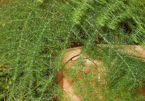 Asparagus-plumosus_02